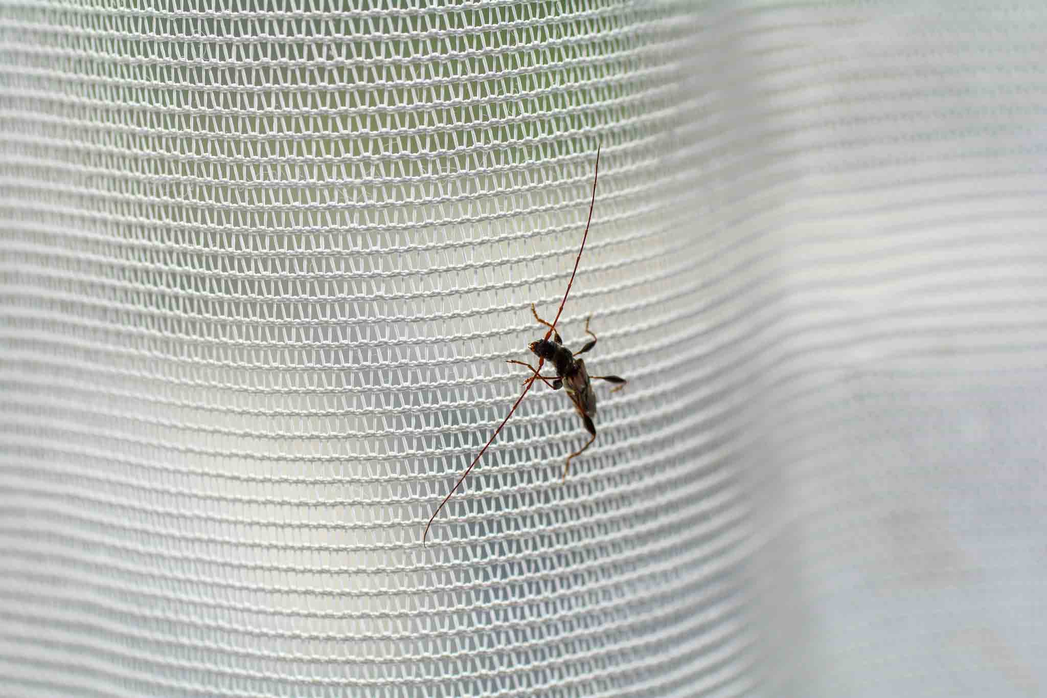 An image of a beetle on a net - if you are in need of a beetle exterminator in Westchester County, NY, contact Hello Pest Control!