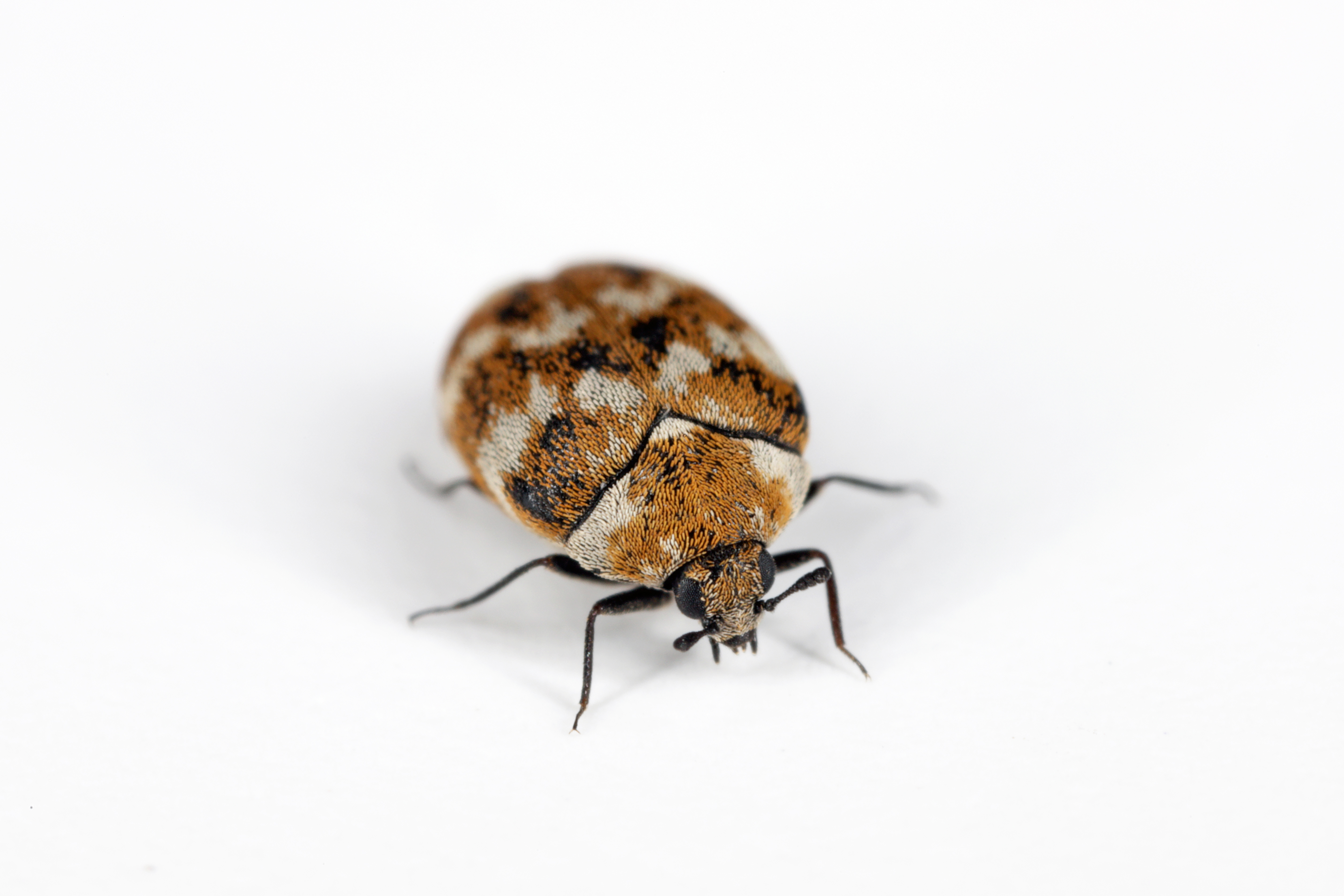 A carpet beetle on a white background - call Hello Pest for the best beetle control in Westchester County, NY.