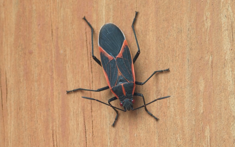 Hello Pest - a closeup image of a boxelder bug, commonly found in groups and large numbers around windows.