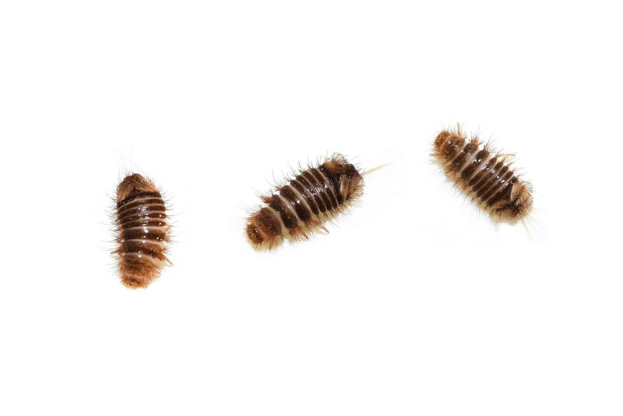 A group of carpet beetles on the floor, call Hello Pest Control today.