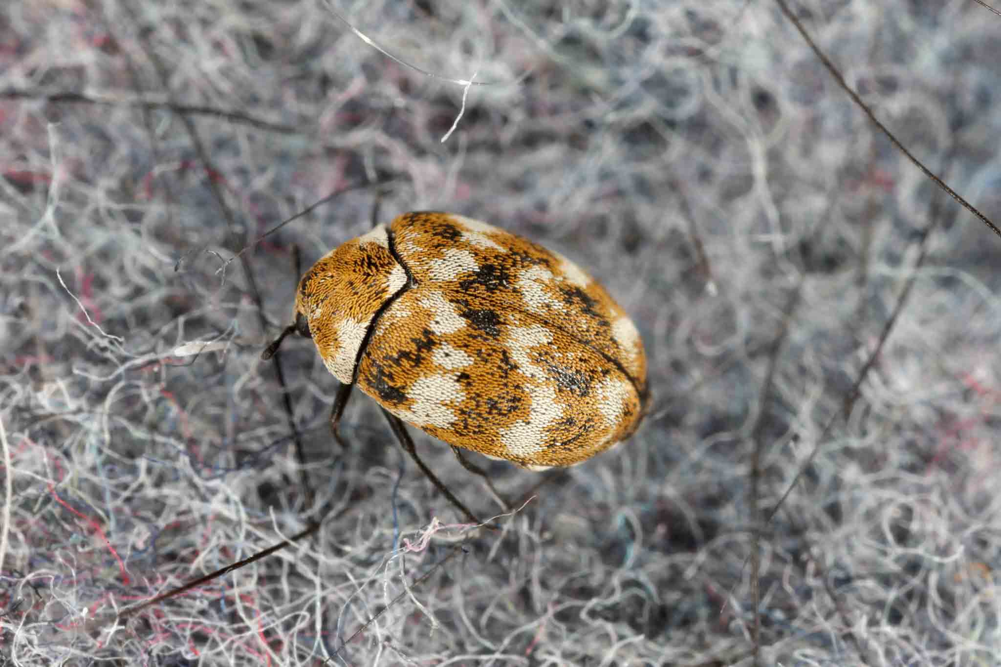 A carpet beetle crawling on grey rug, call Hello Pest Control today.