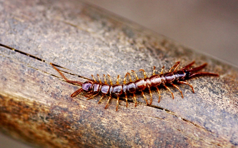 Hello Pest - an image of a centipede.