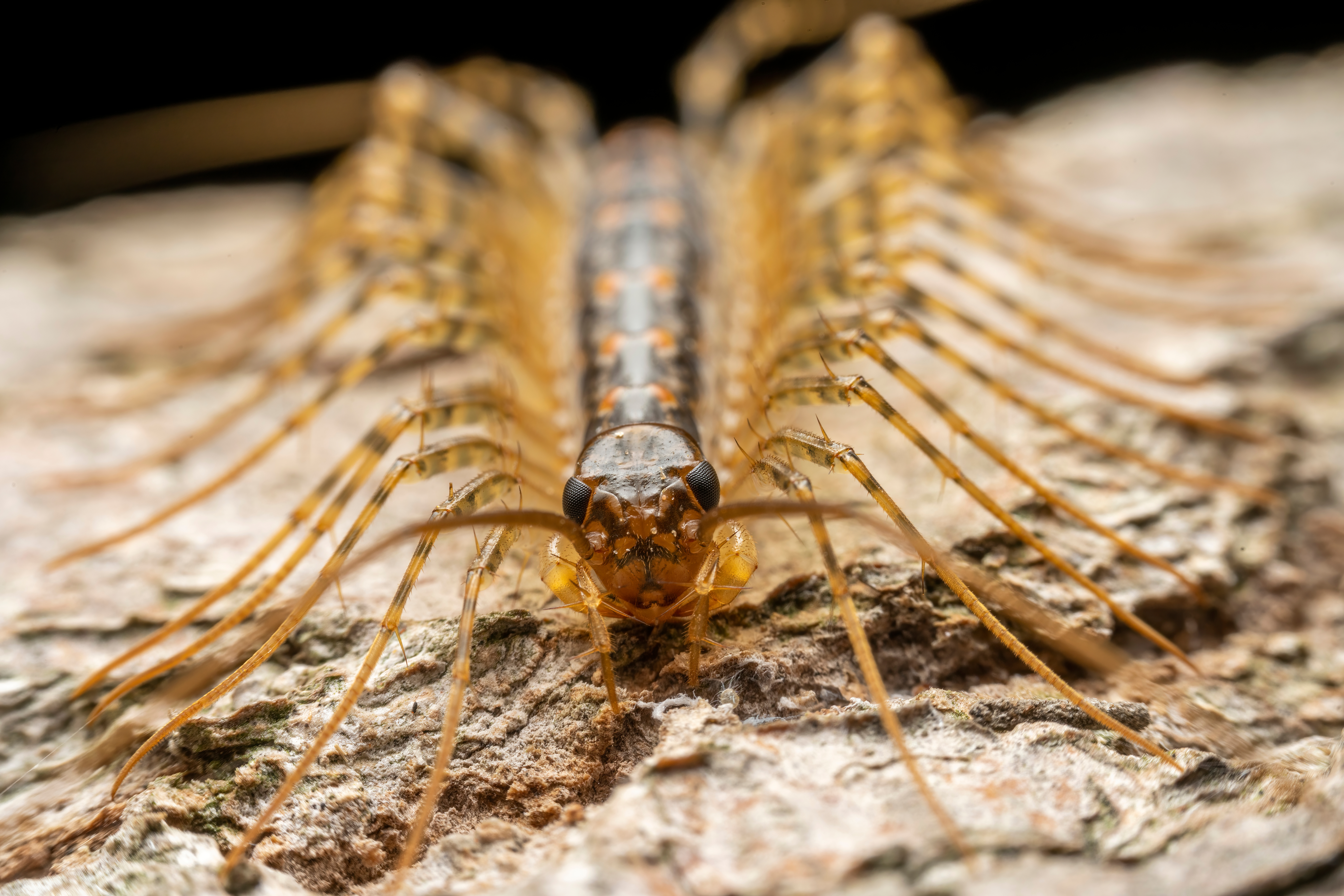 A close up picture of a centipede from the front.