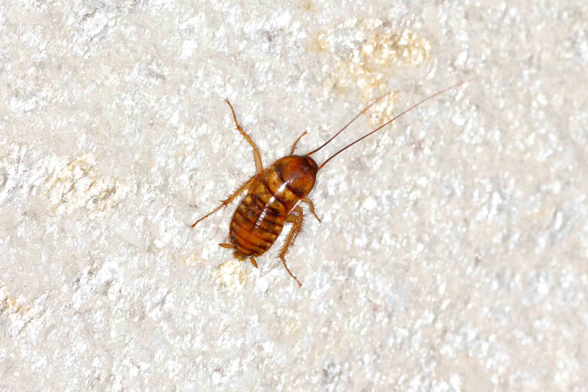 An american cockroach crawling on carpet, choose Hello Pest Control services.