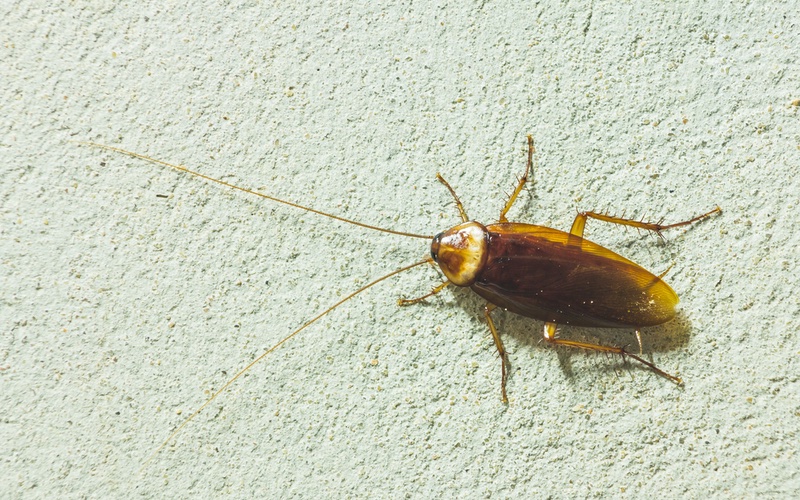 A closeup image of an Asian cockroach species.}