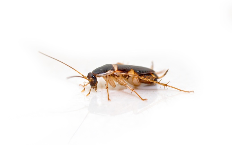 A side image of a brown-banded cockroach.}