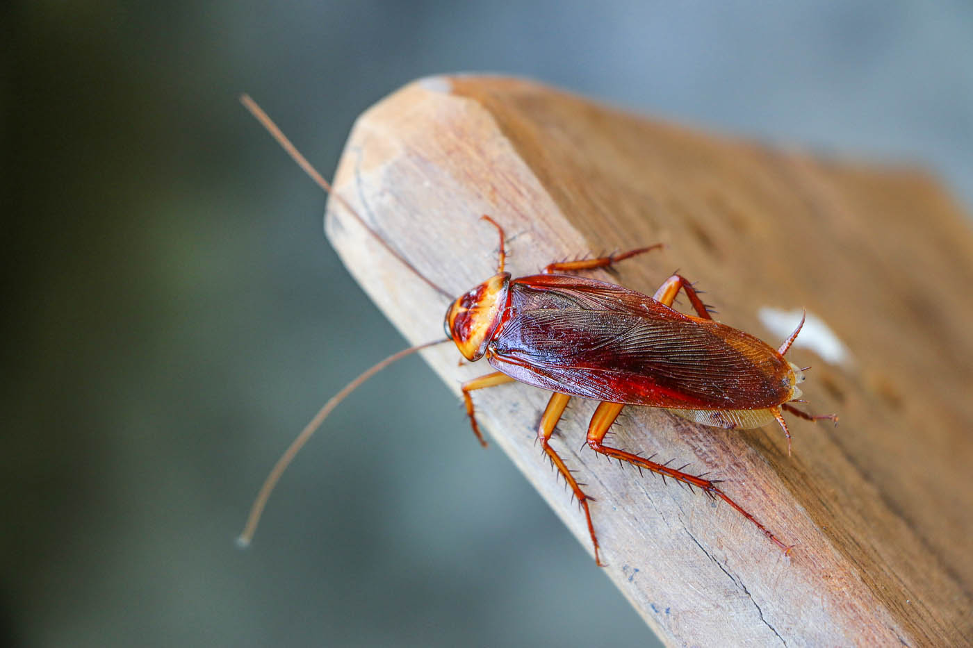 A closeup image of a cockroach - Hello Pest Control offers the best cockroach pest control.