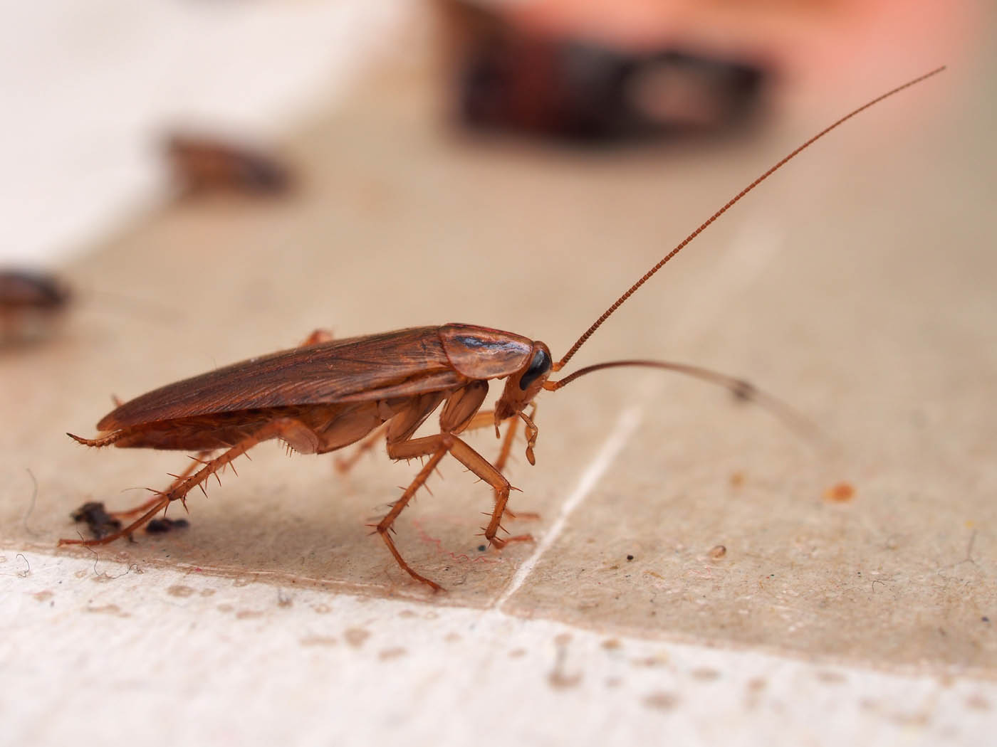 A cockroach on a brown table, choose Hello Pest Control Westchester County services.