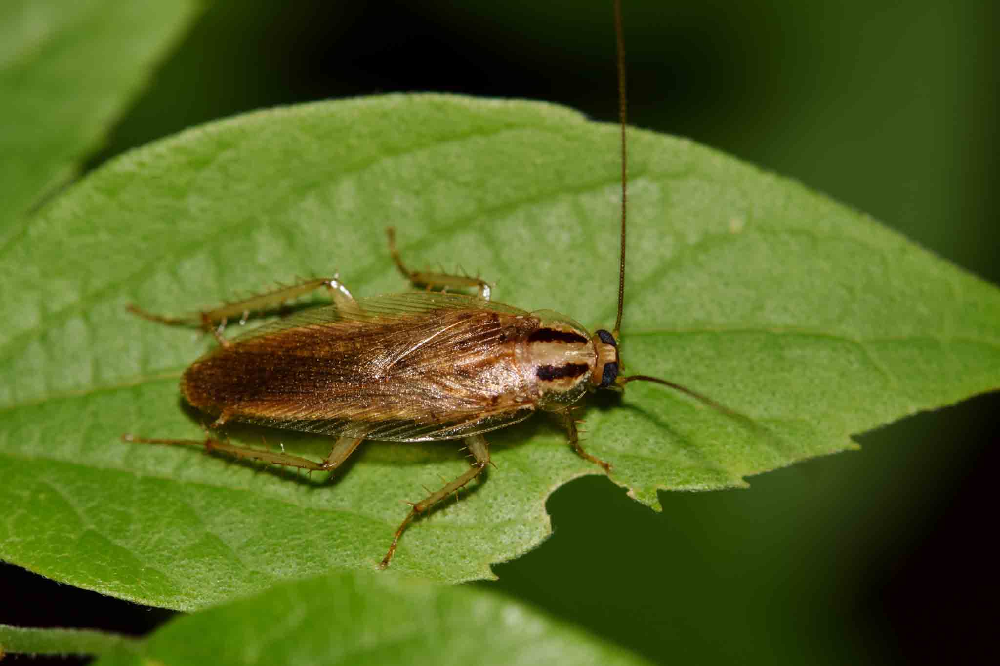 An image of a German cockroach outside on a leaf.}