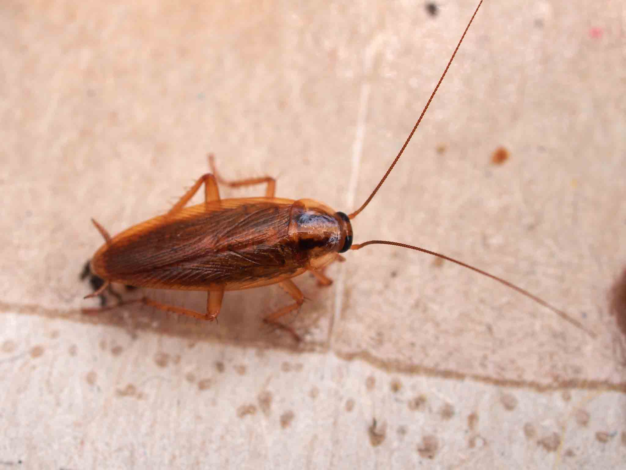 An oreintal cockroach crawling on hard wood floor, choose Hello Pest Control Westchester County services.