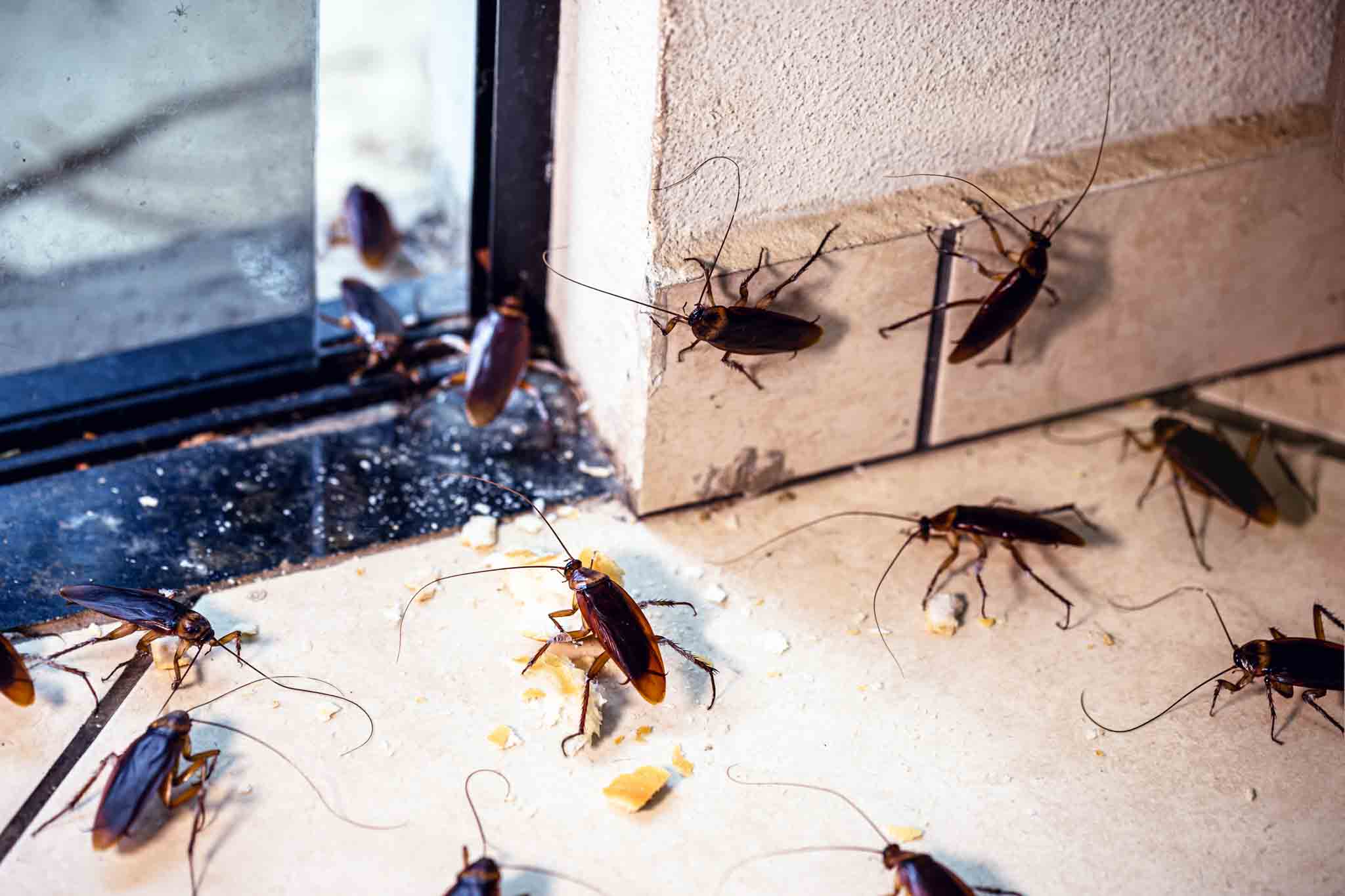 A group of cockroaches crawling on the floor, choose Hello Pest Control.