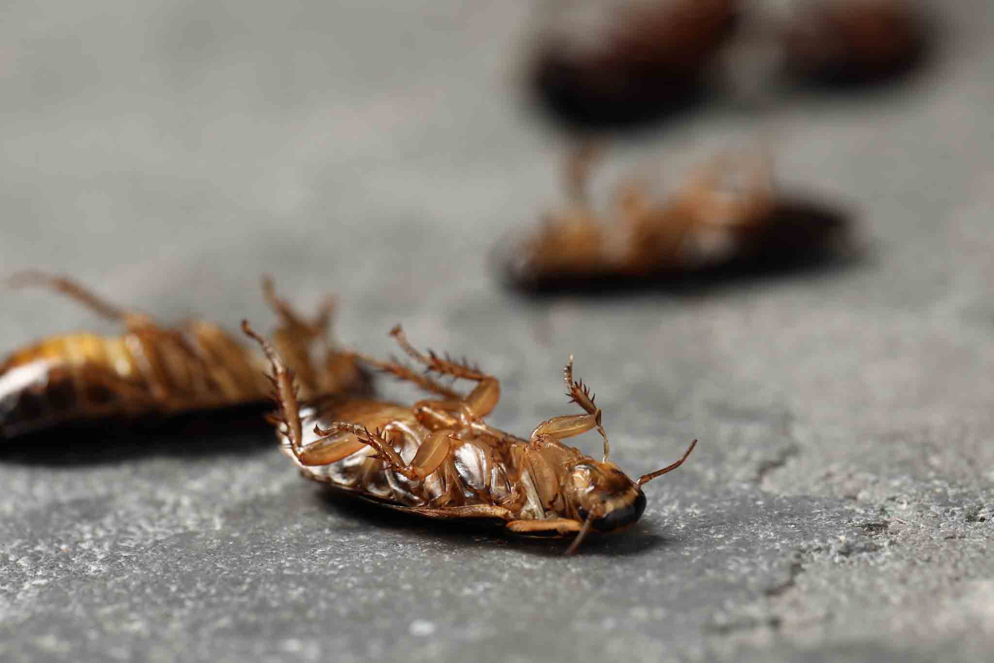 Hello Pest - A group of dead cockroaches.