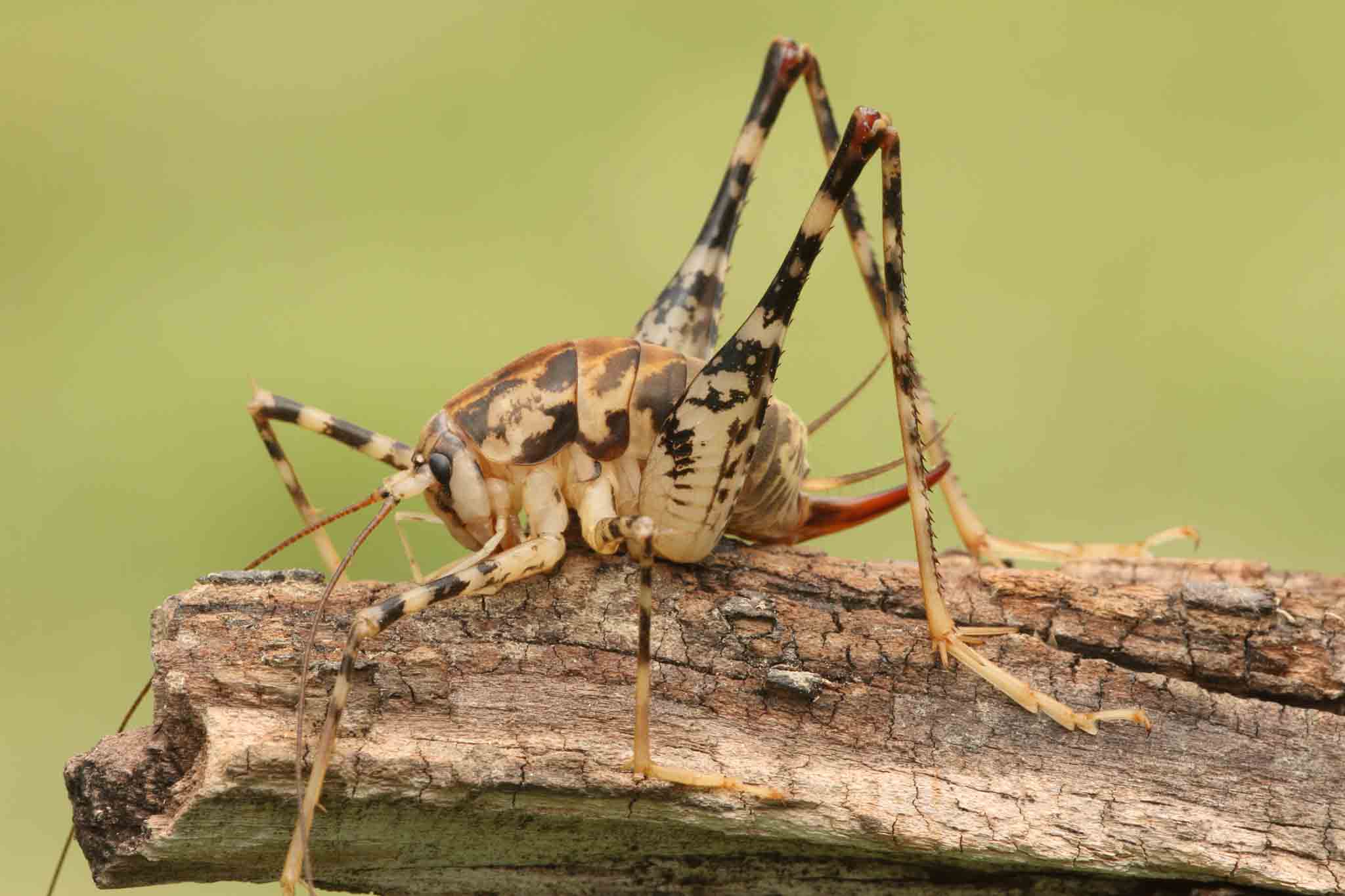 A camel cricket on a stick, choose Hello Pest Control services.