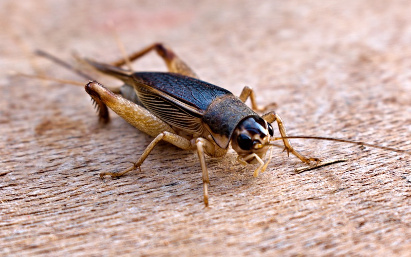 A brown cricket on concrete, book online today at Hello Pest Control Westchester County.