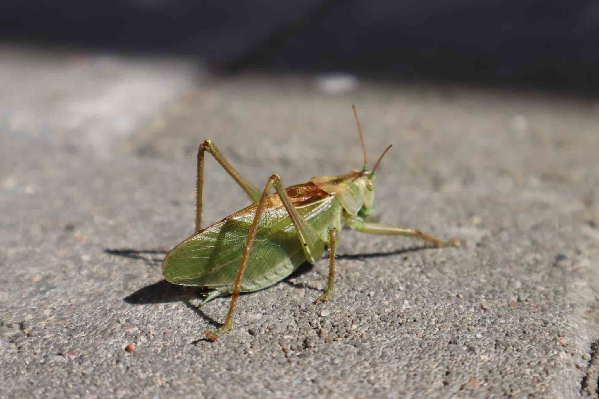 A ground cricket on the concrete, choose Hello Pest Control Westchester County for pest services today.