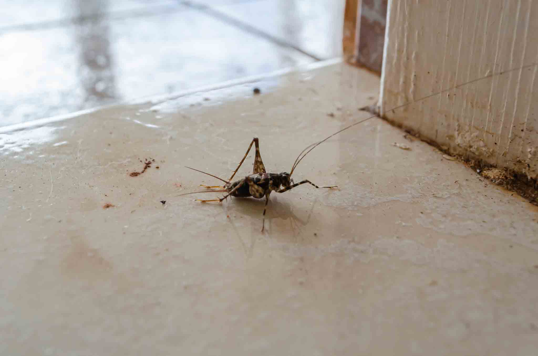 A house cricket in a doorway entry, contact Hello Pest Control Westchester County today.