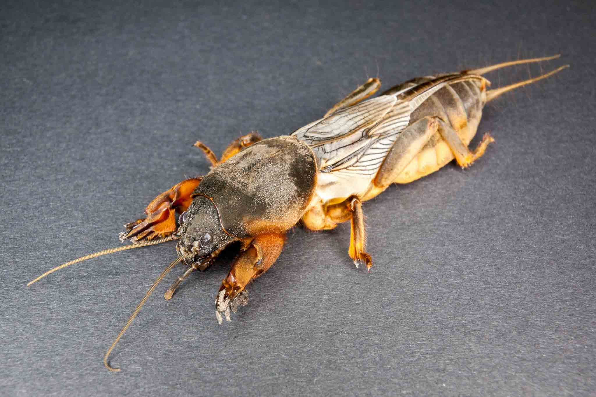 A mole cricket on a black cloth, call Hello Pest Control Westchester County.