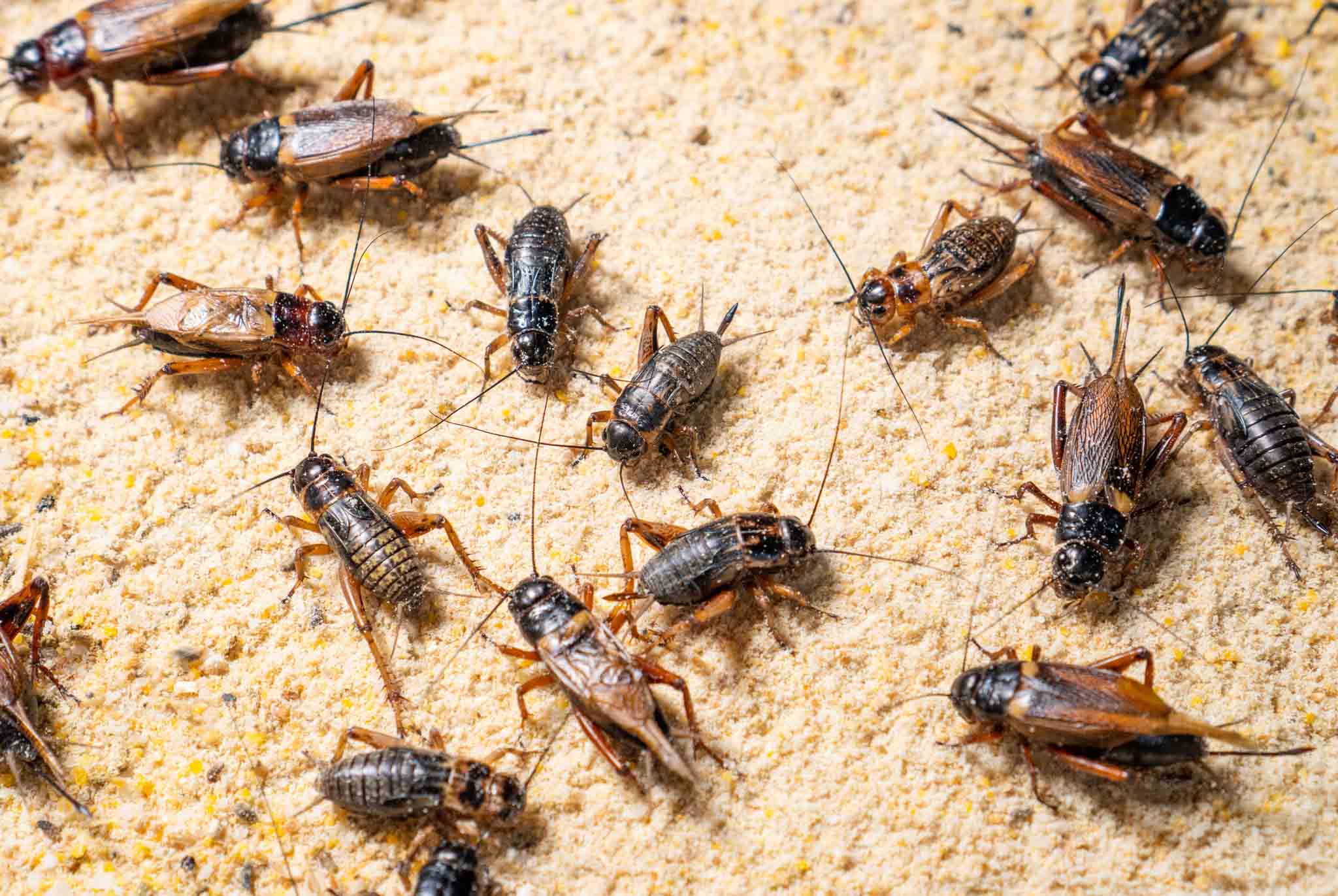 A large group of crickets in a garage, call Hello Pest Control.