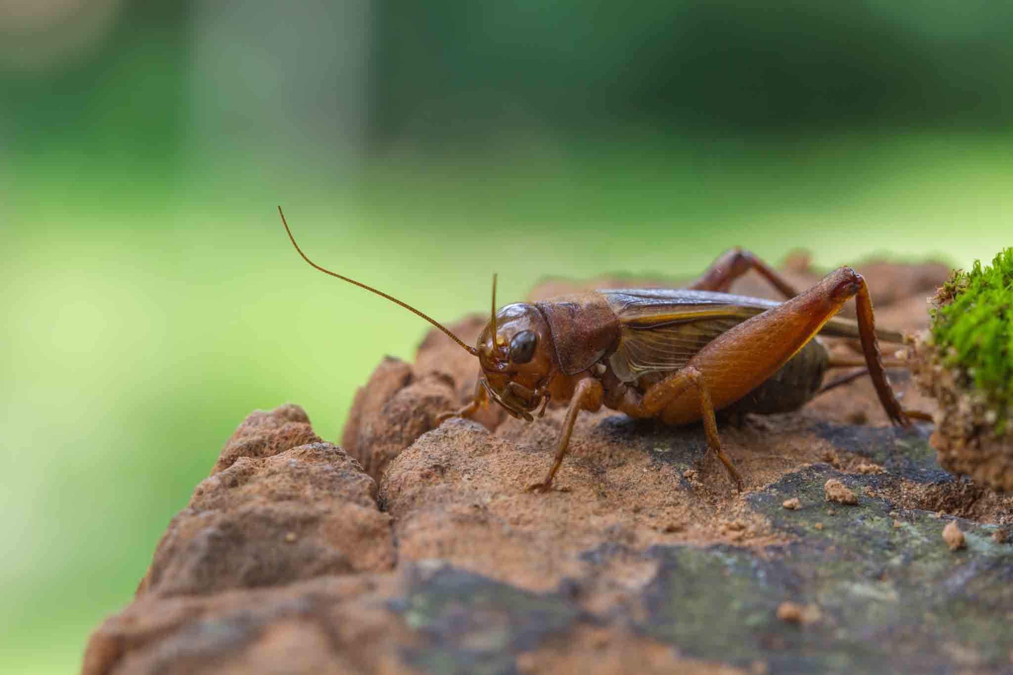 A cricket on a green leaf, choose Hello Pest Control today.