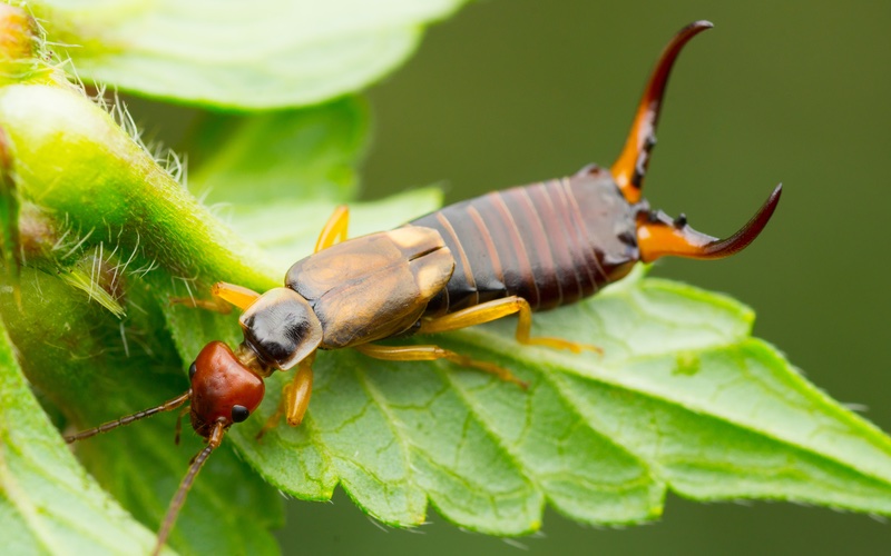 Hello Pest - a closeup image of an earwig on a leaf.