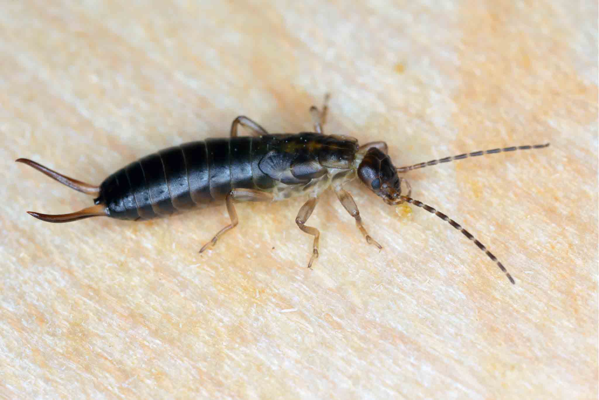 Earwig crawling on a wall, contact Hello Pest Control.