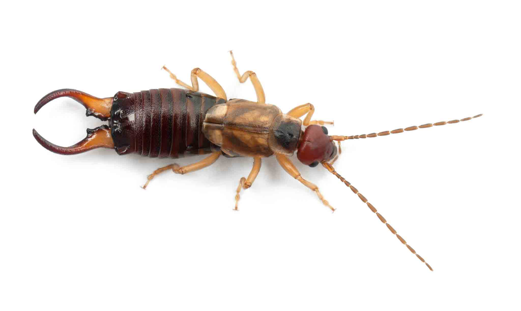 A large earwig, choose Hello Pest Control Westchester County for pest services.