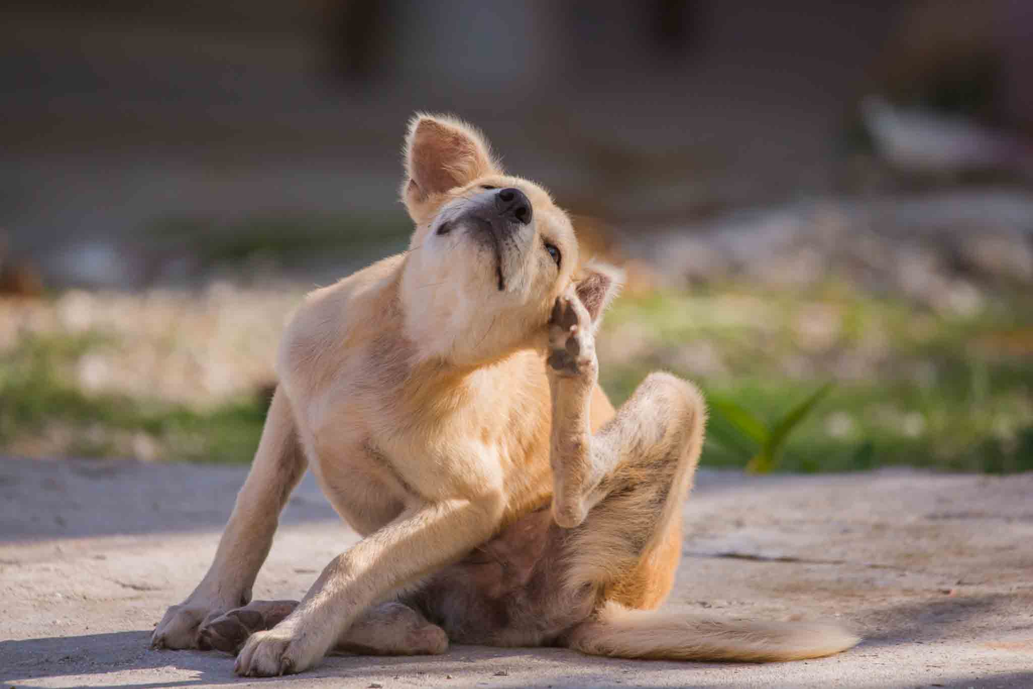 A golden retriever scratching his ear, choose Hello Pest Control Westchester County services.