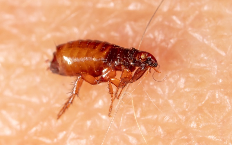 Hello Pest - a closeup image of a flea on skin.