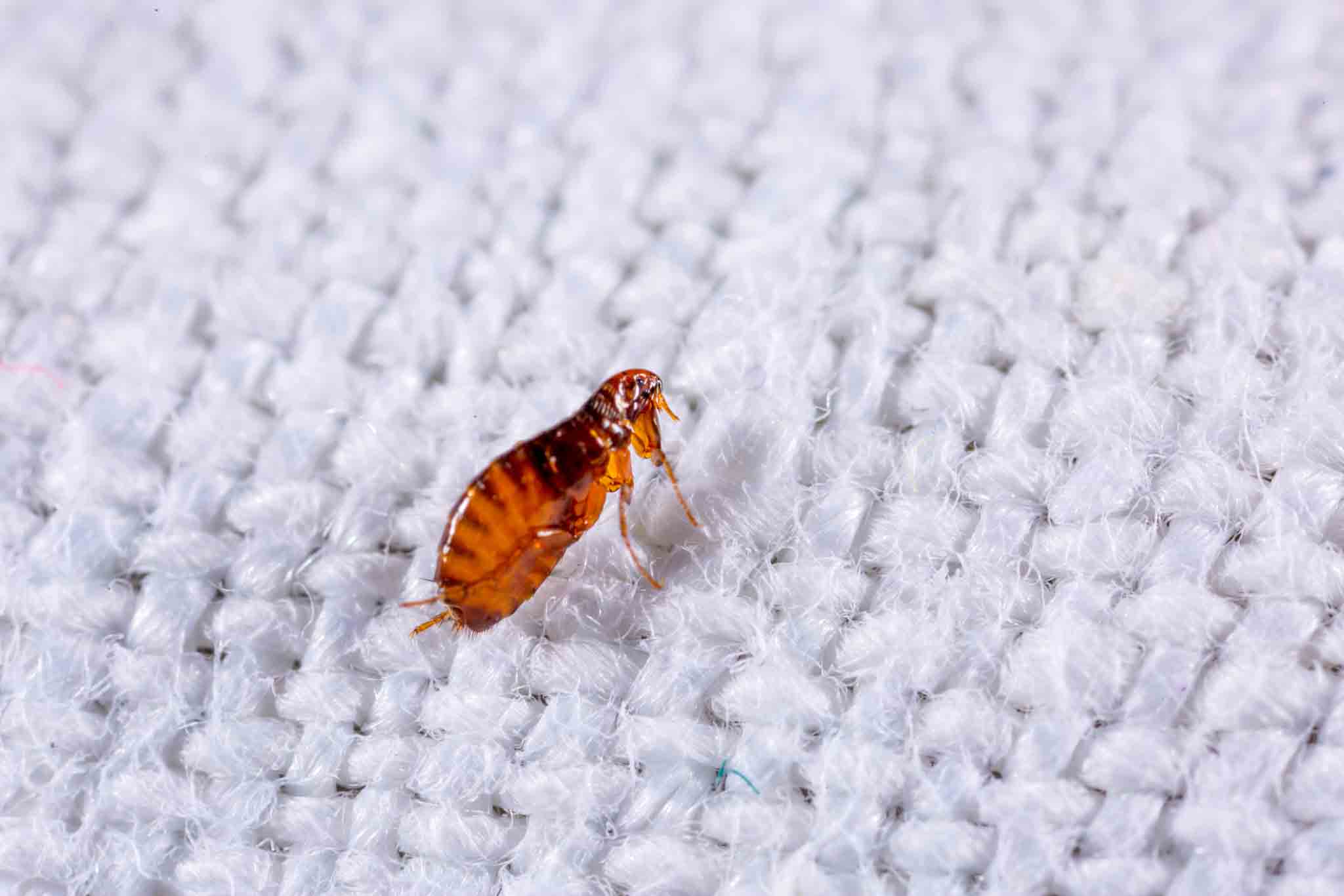 A brown flea on a white blanket, contact us today at Hello Pest Control.