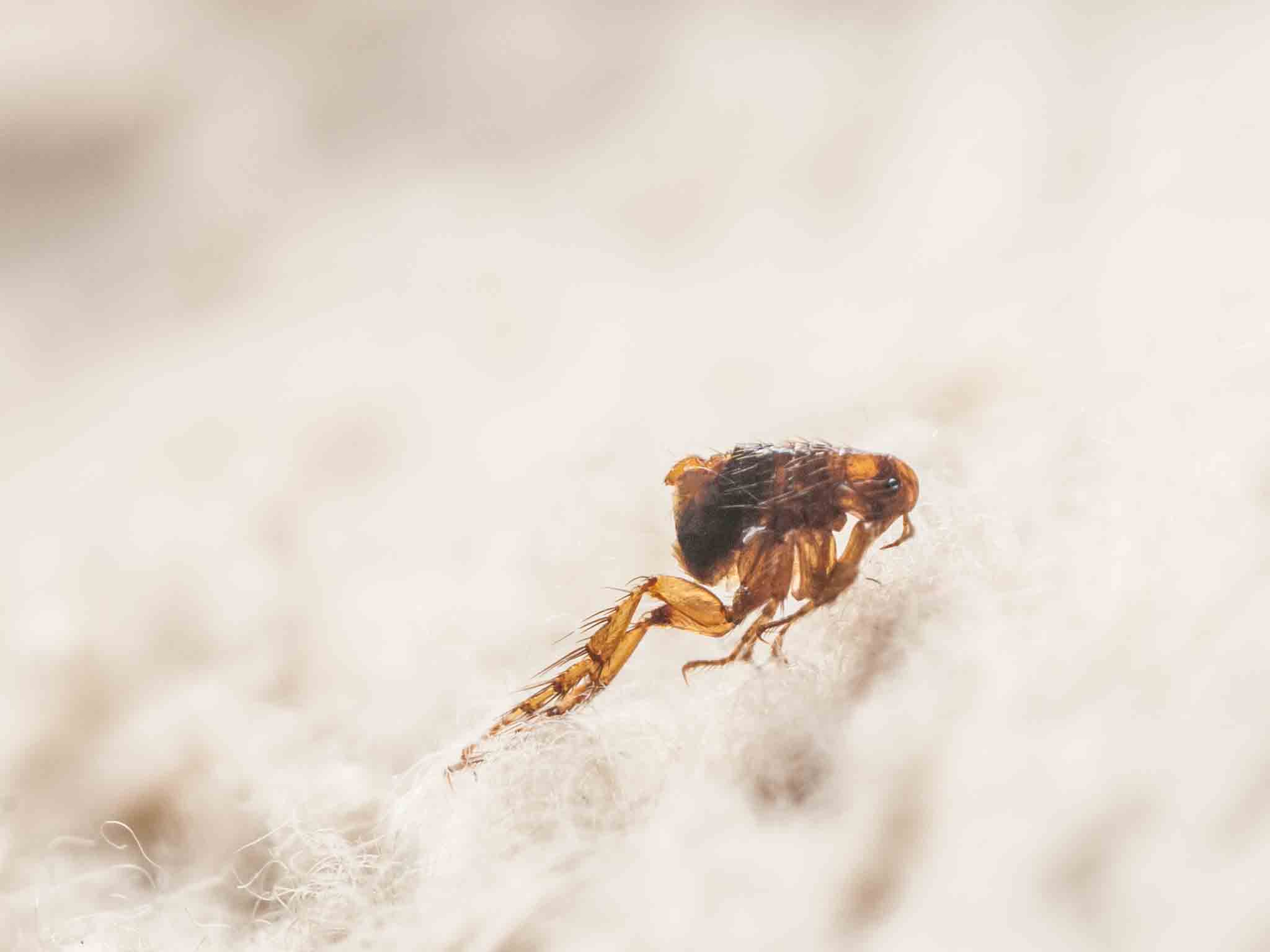 A flea jumping on white cloth, choose Hello Pest Control services.