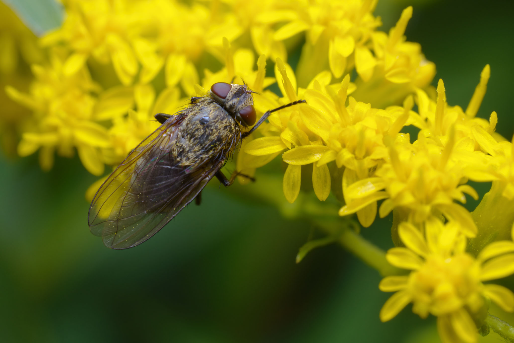 An image of a common cluster fly on a yellow flower.}