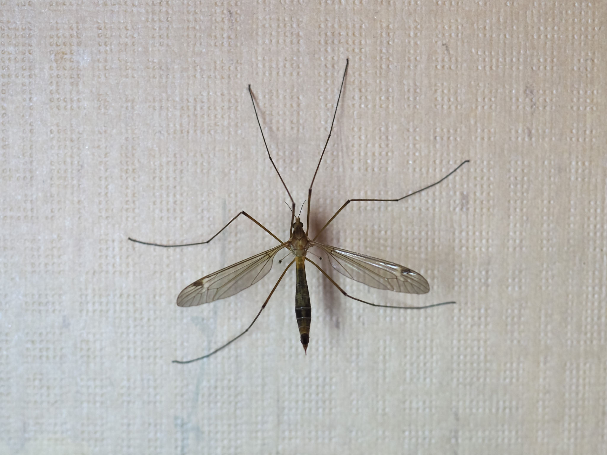 An image of a crane fly.}