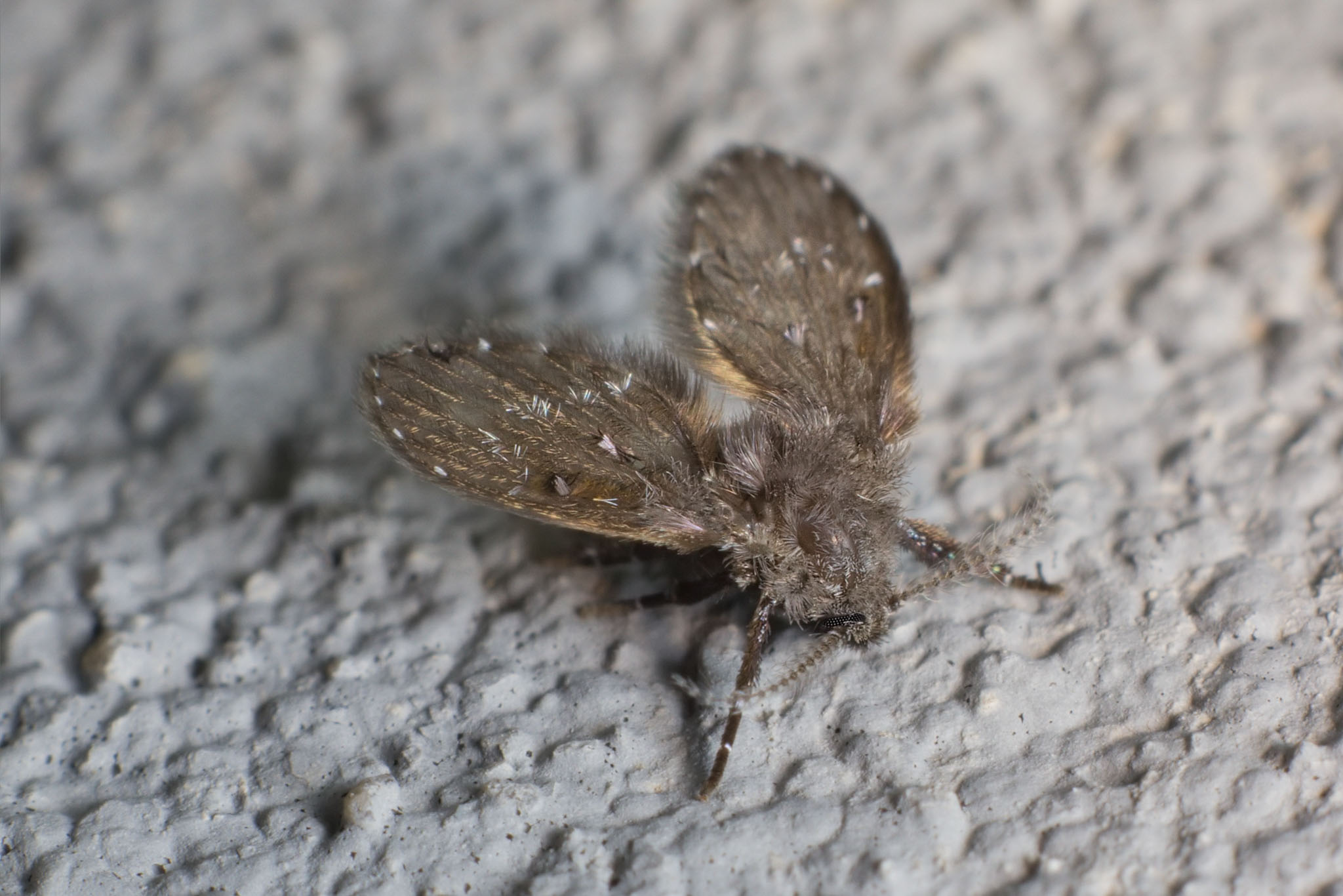 An image of a drain fly.}