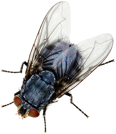 A house fly, book online with Hello Pest Control Westchester County, NY services.