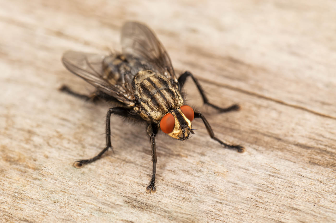 Hello Pest - a closeup image of a common fly.