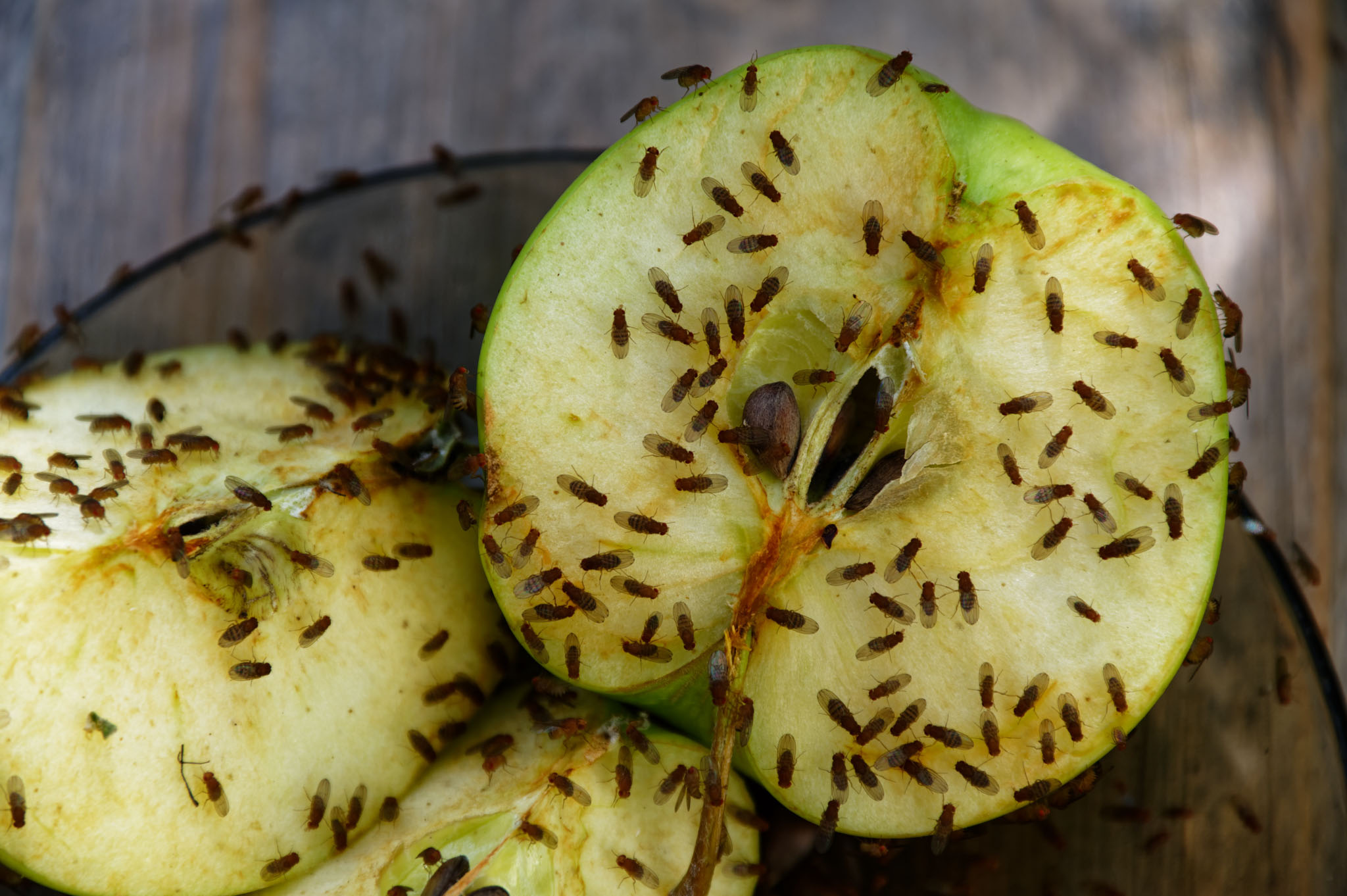 An image of a group of fruit flies on an apple.}