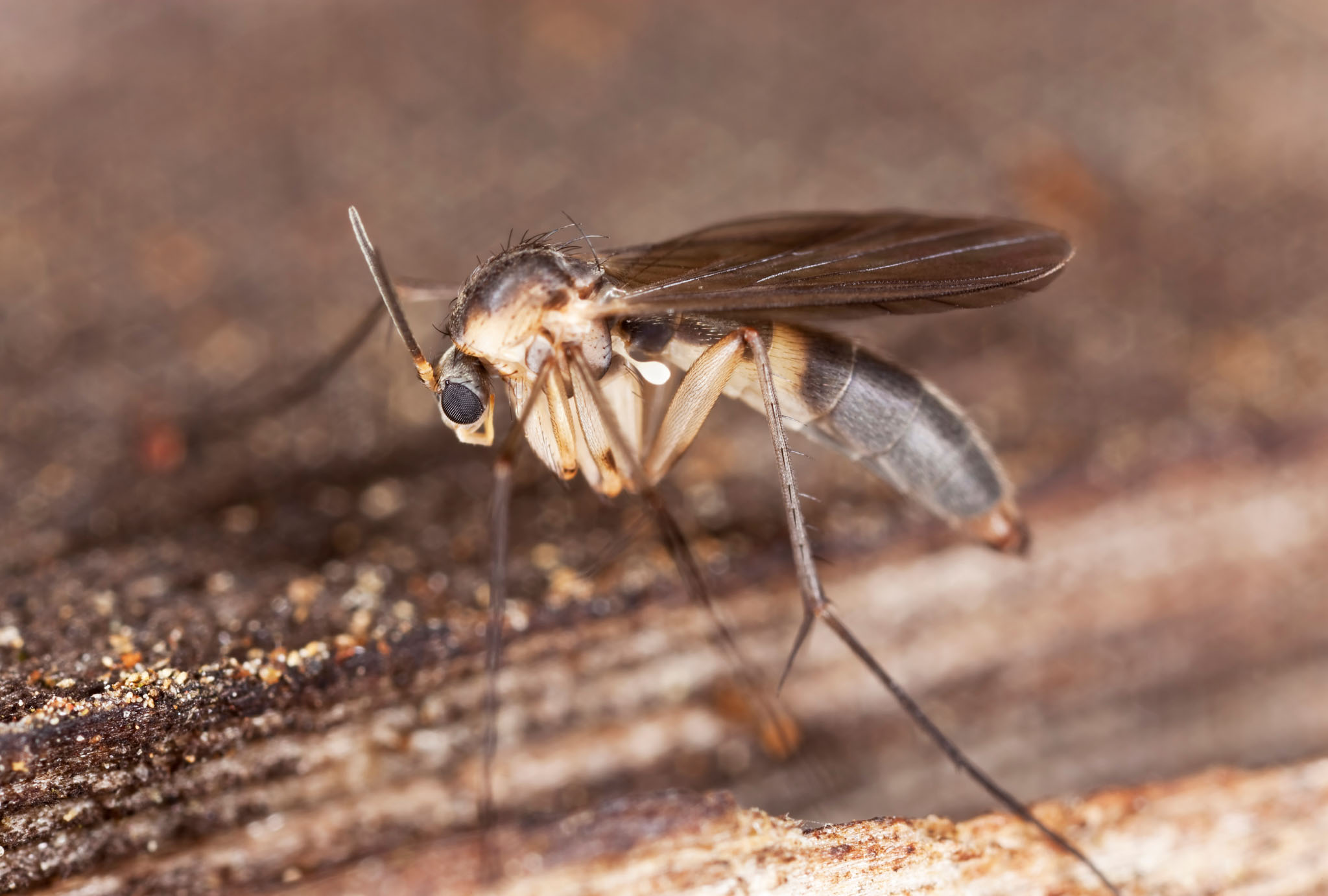 An image of a phorid fly.}