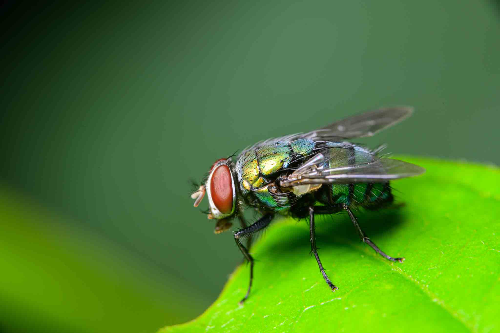 An image of a common blow / bottle fly.}