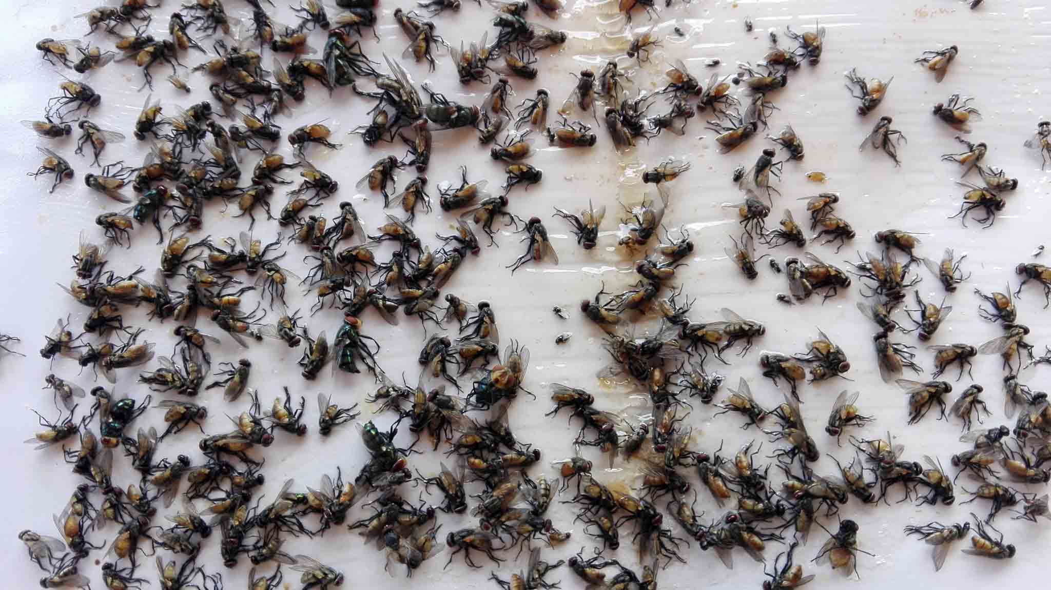 A large fly infestation, book online with us today for our Hello Pest Control Westchester County services.