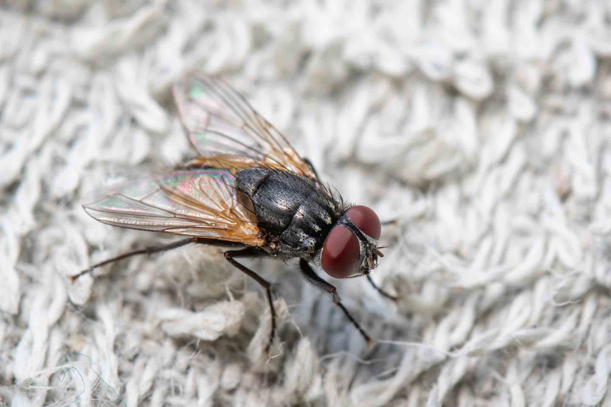 A fly crawling on a dark rug, call Hello Pest Control for pest services.