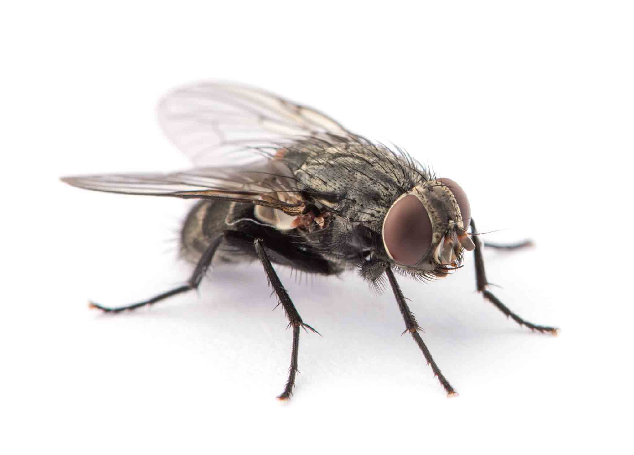 A large fly, choose Hello Pest Control to control your fly infestation. 