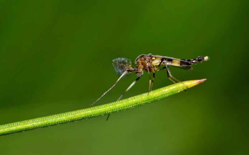 Hello Pest - a closeup image of a midge, classified as any small fly.