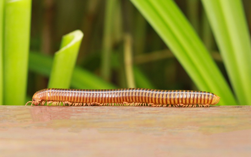 Hello Pest - an image of a long millipede.