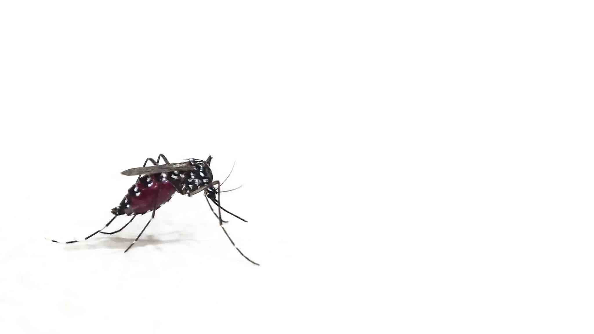 A Aedes mosquito, choose Hello Pest Control today for all your pest services. 