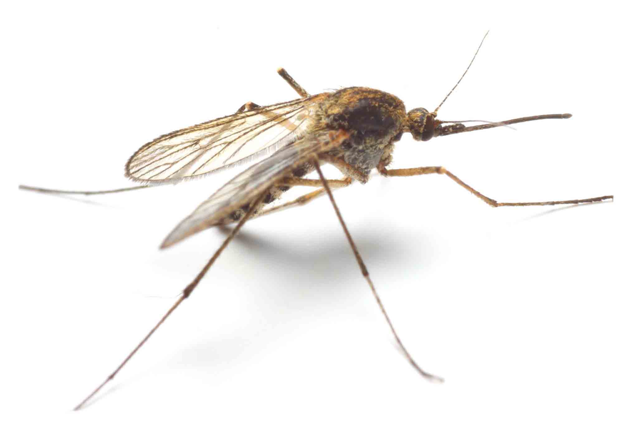 A Anopheles mosquito, choose Hello Pest Control. 