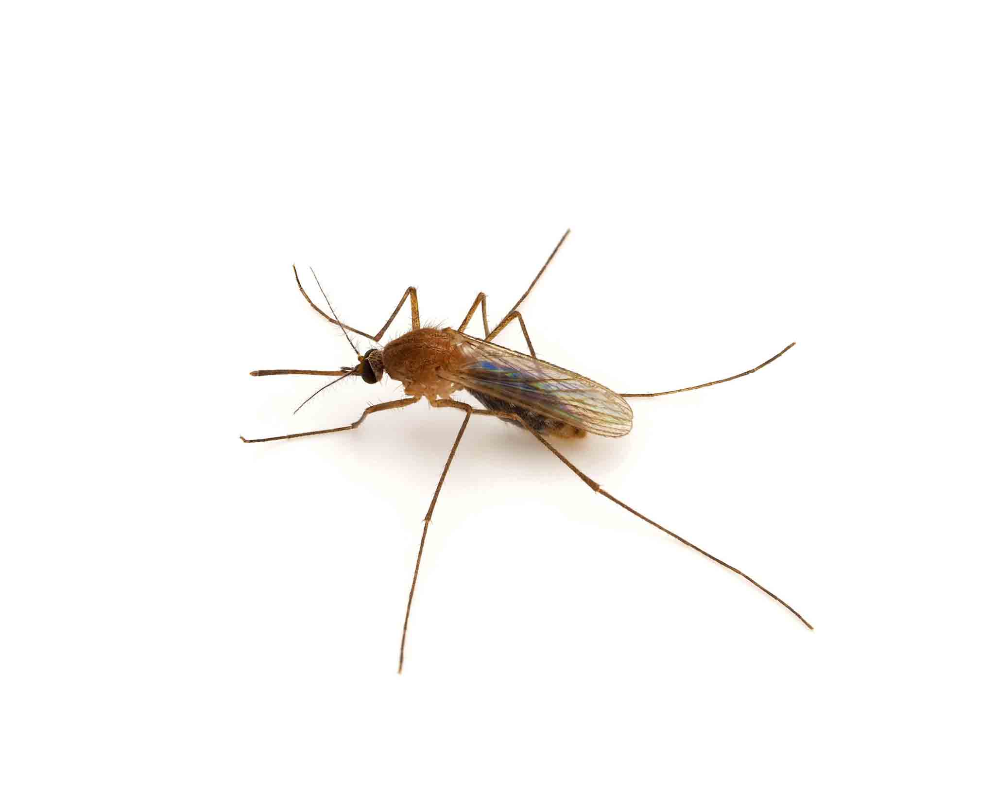 A Culex mosquito, choose Hello Pest Control Westchester County today for all your pest services. 