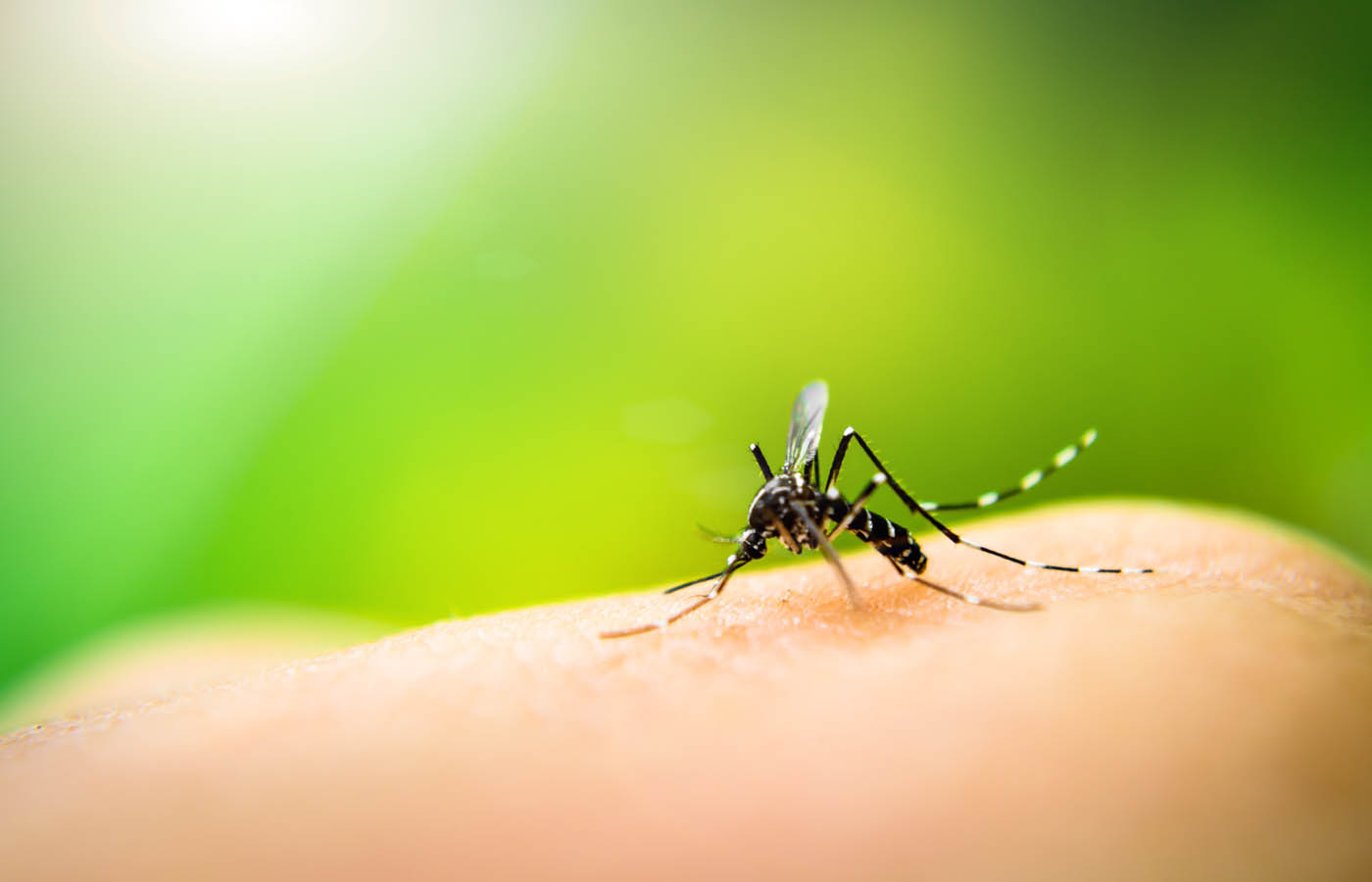 A mosquito on a human arm, contact Hello Pest Control Westchester County today.