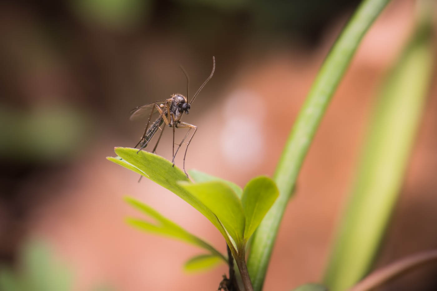 A small mosquito on a branch, choose Hello Pest Control Westchester County today.