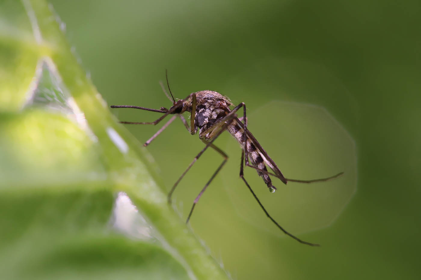 A mosquito flying towards water, contact Hello Pest Control today.