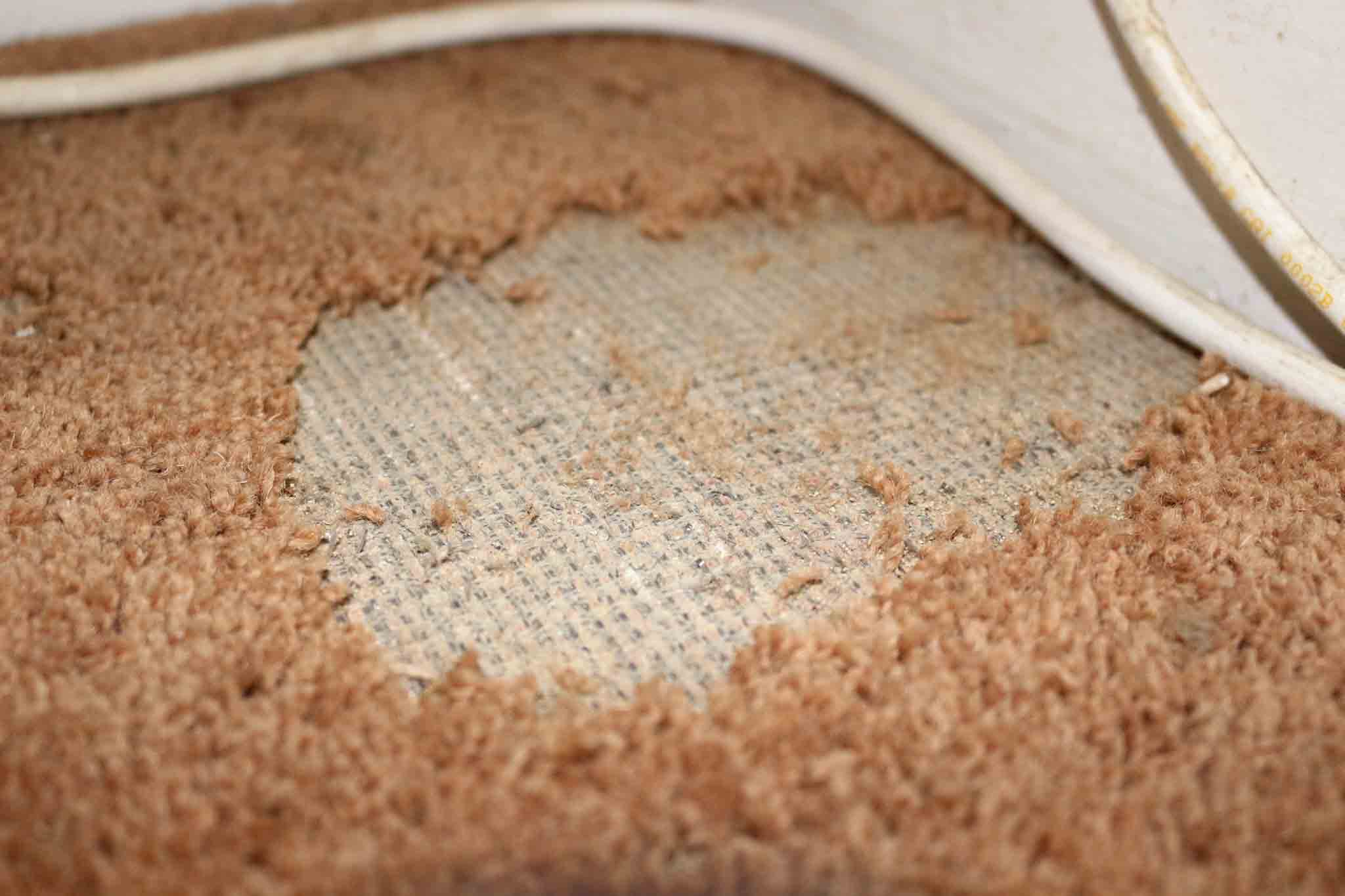 Carpet moths on eating away orange carpet, choose Hello Pest Control.